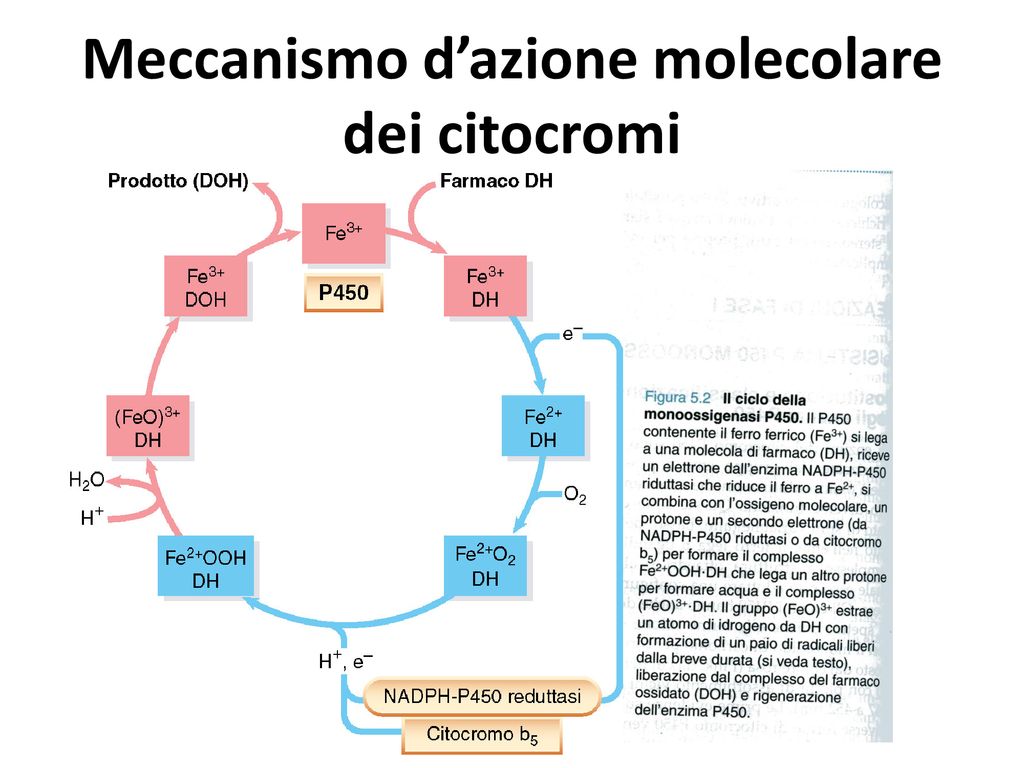 Enzimi Coinvolti Nel Metabolismo Dei Farmaci Fase I E Fase Ii Ppt